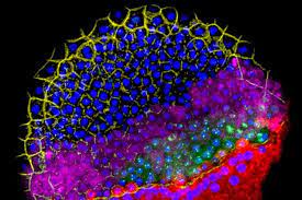 Descifrando los secretos celulares: Análisis en el mundo microscópico