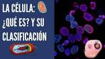 clasificación de las células según su tamaño